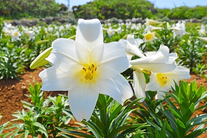 Tokashiki Island Day Trip from Naha - FAQ