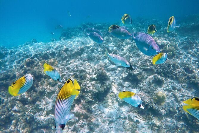 Tokashiki Island Day Trip from Naha - Who Should Consider This Tour?