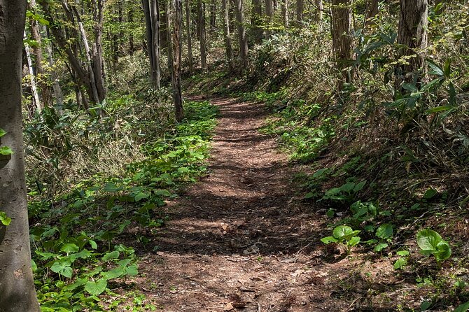 Guided Shioya Maruyama Hike with Scenic Views and Snacks - Key Points