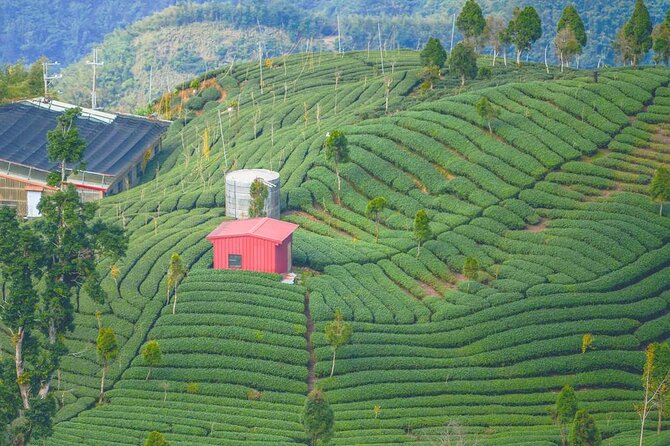 Shiding Tea Township Half-Day Tour from Taipei - Final Word: Who Should Consider This Tour?