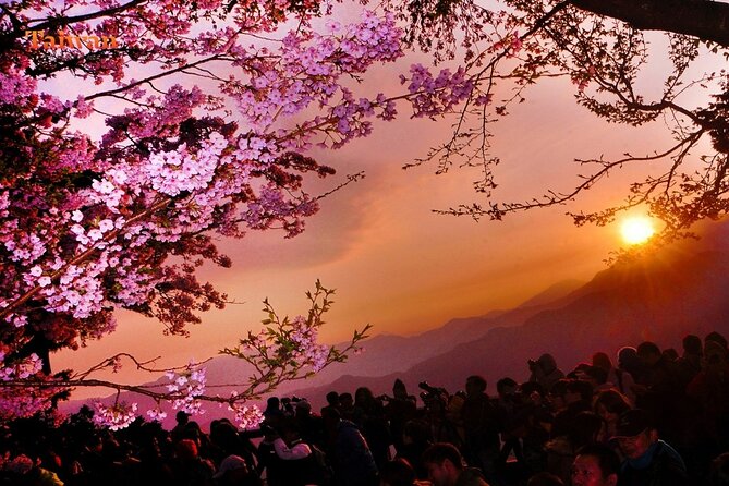 Between Cloud Sea and Ancient Woods Alishan Awaits - Key Points