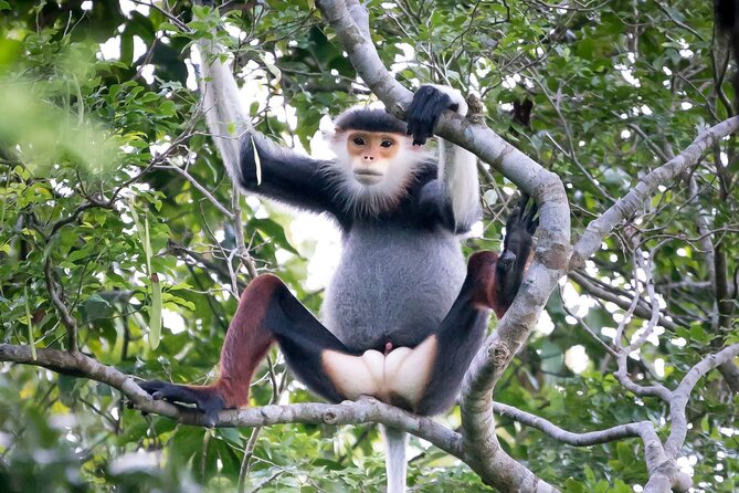 Red-shanked Douc - Private Motorbike Tour - An Authentic Wildlife Adventure in Son Tra Peninsula