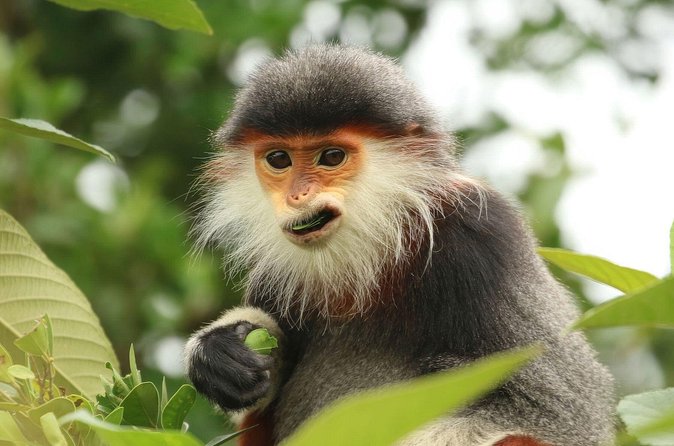 Red-shanked Douc - Private Motorbike Tour - Who Will Love This Tour?