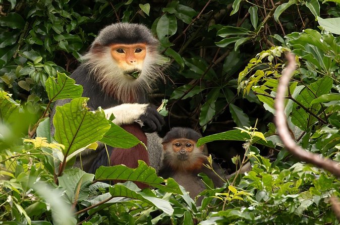 Red-shanked Douc - Private Motorbike Tour - The Value of the Experience