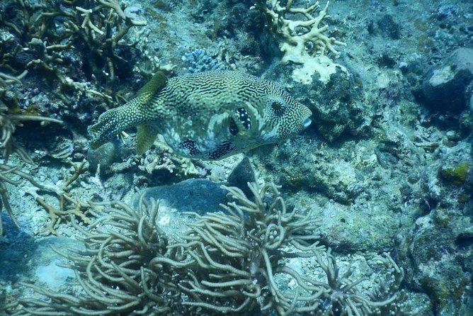 Fun Dives - Guided Dives for Certified Divers - Final Thoughts