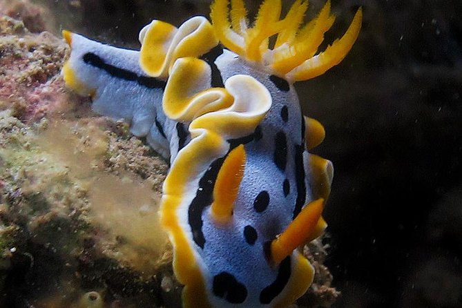 Fun Dives - Guided Dives for Certified Divers - The Value Proposition: Why Choose This Tour?