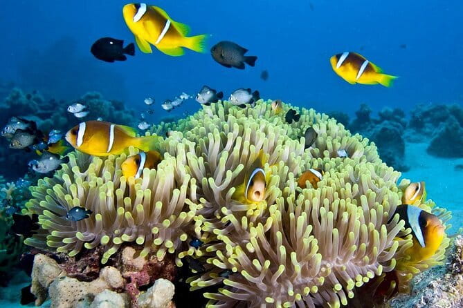 Nha Trang Bay Day Tour: Snorkeling, Fishing, BBQ Lunch & Relaxing - Exploring the Nha Trang Bay Day Tour: What to Expect