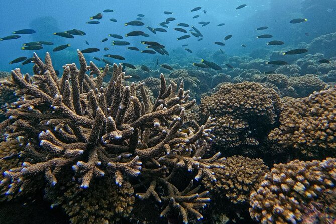 Private Scuba Diving Experience at Marine Park Included Lunch - Detailed Review of the Nha Trang Private Scuba Diving Experience