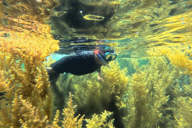 Nha Trang Half-Day Snorkeling Adventure at Marine Park with BBQ - Practical Details and Considerations