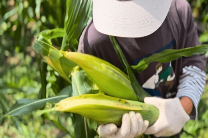 Toyota Green Life Experience Seasonal Farm with Farmers in Inabu - Authentic Insights from Reviewers