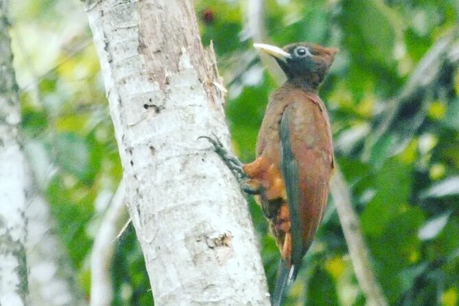 Amazon wildlife explorations 3 days 2 night - Who Should Consider This Tour?