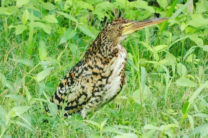 Amazon wildlife explorations 3 days 2 night - Key Points