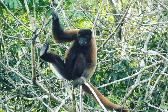 Amazon wildlife explorations 3 days 2 night - Exploring the Peruvian Amazon with Amazon Wildlife Explorations: A 3-Day Adventure