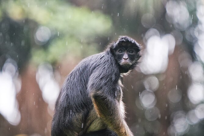 3-Day All Inclusive Guided Jungle Tour from Iquitos at Maniti Eco-Lodge - Day 1: From Iquitos to Monkey Island and Nightlife