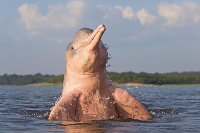 4 days Amazon Jungle tour with Pink Dolphin watch from Iquitos - What Makes This Tour Stand Out