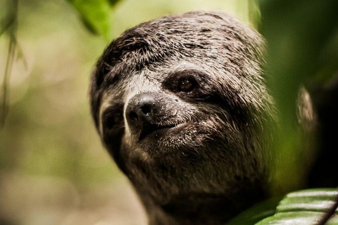 Amazon Rescue Center - Manatees Conservation Center Admission Ticket - The Sum Up: Is It Worth It?