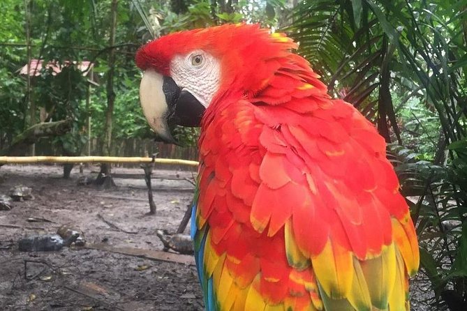 Amazon Rescue Center - Manatees Conservation Center Admission Ticket - FAQ