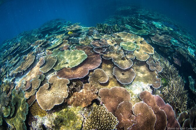 Great Barrier Reef and MOUA Cruise from Townsville or Magnetic Island - An In-Depth Look at the Tour Experience