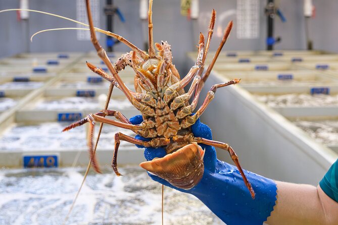 Behind-The-Scenes Ocean Harvest Tour - First Stop: Dongara Marine – A World-Class Boat Builder