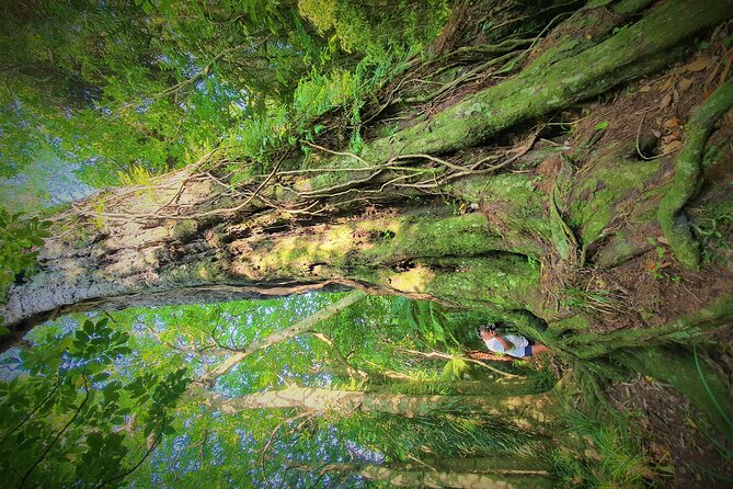1-Day Cruise in Queen Charlotte Track & Kupes Trail Walk - Key Points
