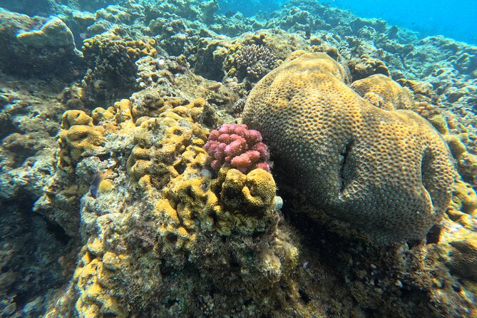 Dive Into Paradise: Snorkel Adventure at Paradise Cove - The Sum Up