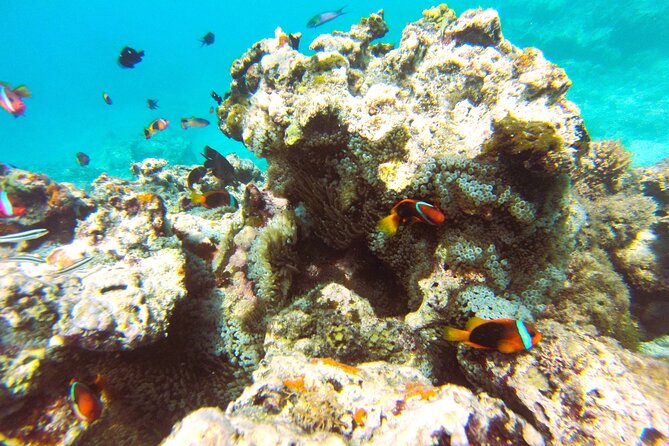 Dive Into Paradise: Snorkel Adventure at Paradise Cove - Practical Details and Tips