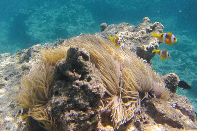 Dive Into Paradise: Snorkel Adventure at Paradise Cove - Authentic Experiences and Reviewer Insights