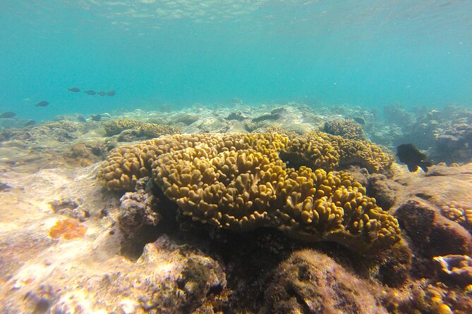 Dive Into Paradise: Snorkel Adventure at Paradise Cove - Frequently Asked Questions