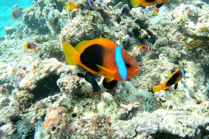 Dive Into Paradise: Snorkel Adventure at Paradise Cove - Good To Know