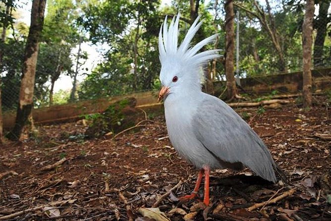 Guided City Orientation Tour of Noumea - Pricing and Value