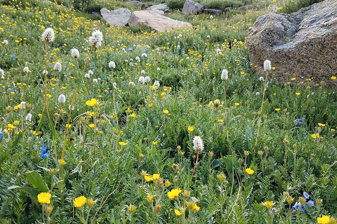 Rocky Mountain National Park in Summer Tour from Denver - FAQ