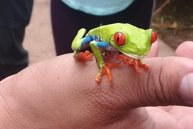 Volcano Mombacho Adventure in the Cloud Forest & Apoyo Lake - A Deep Dive into the Mombacho Volcano Adventure