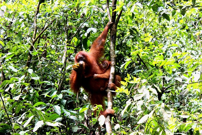 Jungle trekking Bukitlawang - The Details That Make This Tour Stand Out