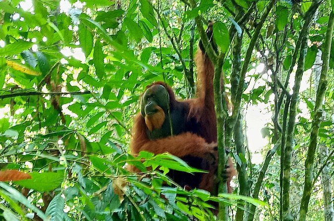 Jungle trekking Bukitlawang - Final Thoughts