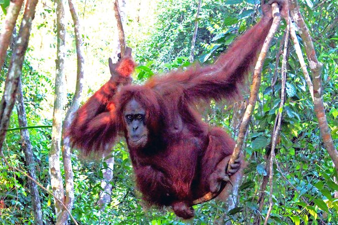 Jungle trekking Bukitlawang - Exploring Bukitlawang: A Practical and Authentic Jungle Trekking Experience