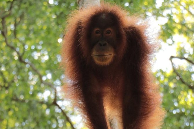 ONE DAY JUNGLE TREKKING 6-7 hours (see orang utan) + RAFTING in BUKIT LAWANG - Deep Dive into the Jungle Trek and River Adventure