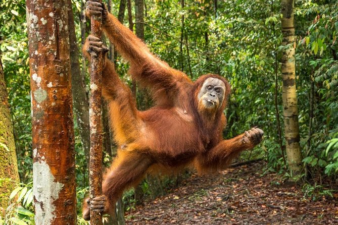 Monkey Business 3 days - 2 nights Jungle trekking (including rafting) - Authentic Encounters and Practical Details