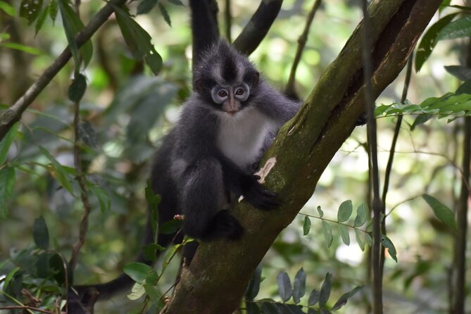 Monkey Business 3 days - 2 nights Jungle trekking (including rafting) - FAQs