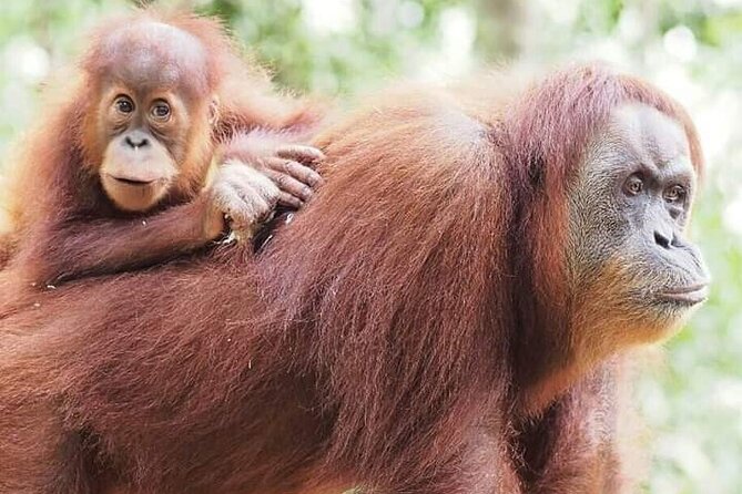 Monkey Business 3 days - 2 nights Jungle trekking (including rafting) - Who Should Consider This Tour?