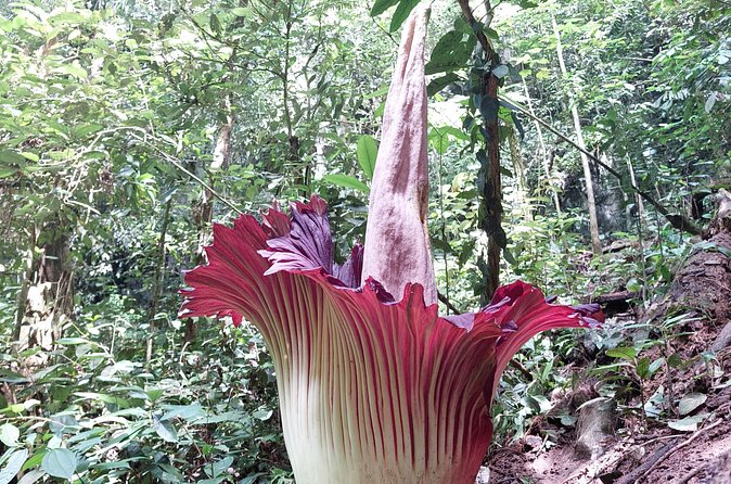 Private Day Tour from Medan: Corpse Flower Trek(Minimum 2 people) - Who Is This Tour Best For?