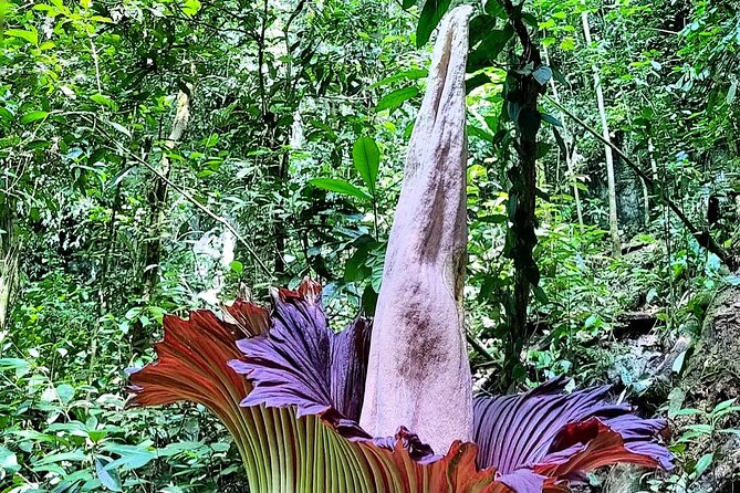 Private Day Tour from Medan: Corpse Flower Trek(Minimum 2 people) - Good To Know