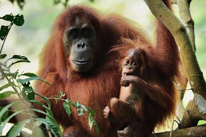 3 Days Orangutan Sumatra Jungle Trekking with Rafting - An In-Depth Look at the 3-Day Orangutan Jungle Trekking Tour