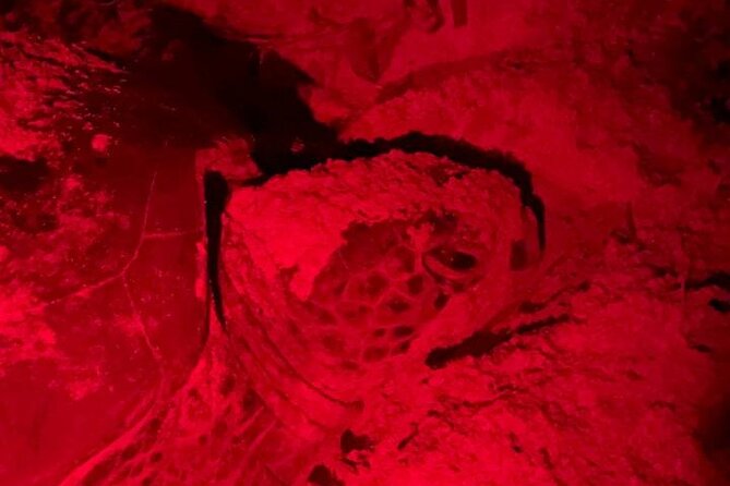 Turtle Tales of Pulau Banyak - Practical Tips for Your Trip