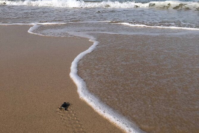 Turtle Tales of Pulau Banyak - FAQ