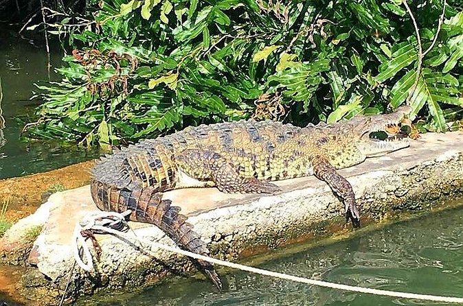 Black River Safari YS Falls Lunch Classic Combo From Negril - Analyzing the Value