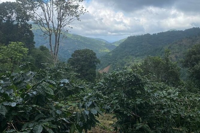 Coffee Farm Tour from Port Antonio - Final Thoughts: Is It Worth It?