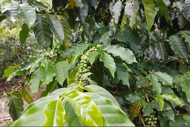 Coffee Farm Tour from Port Antonio - Who This Tour Is Best For
