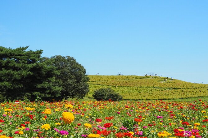 Hitachi Seaside Park and Mito Highlights Tour - The Highlights of Hitachi Seaside Park