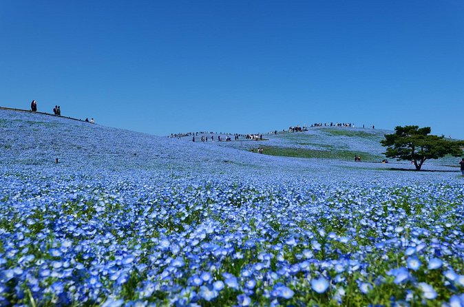 Hitachi Seaside Park and Mito Highlights Tour - Final Words