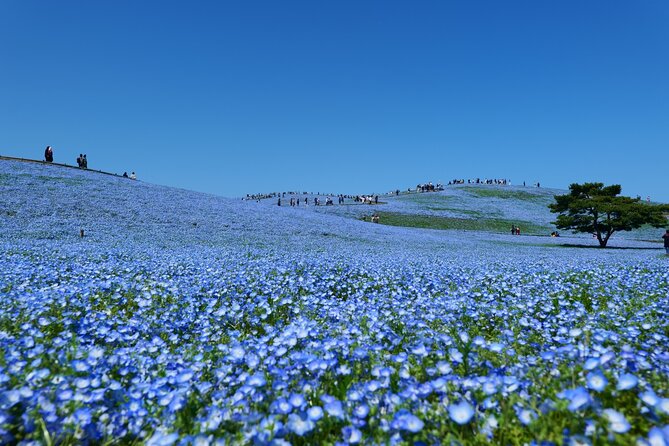 Hitachi Seaside Park and Mito Highlights Tour - Discover Ibaraki: Hitachi Seaside Park and Mito Highlights Tour Review